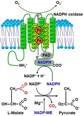 Convergent Evolution of Pathogen Effectors toward Reactive Oxygen Species Signaling Networks in Plants